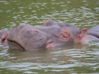 Flusspferd Afrika Uganda See Wasser gewaltig gefährlich relaxen