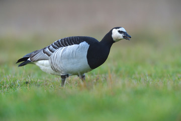 Weisswangengans Branta leucopsis
