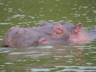 Fototapeta premium Flusspferd Afrika Uganda See Wasser gewaltig gefährlich relaxen