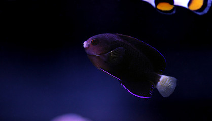 Pygmy Yellowtail dwarf Angelfish -  (Centropyge flavicauda)