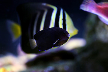 Pygmy Yellowtail dwarf Angelfish -  (Centropyge flavicauda)