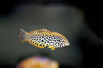 Female black spotted Leopard Wrasse  - (Macropharyngodon meleagris)