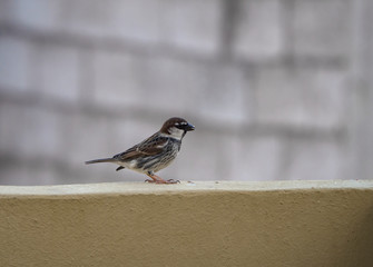 passer domesticus in a wall