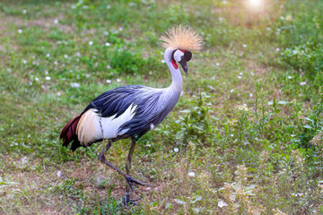 The black crowned crane, also known as the black crested crane, is a bird in the crane family Gruidae. Like all cranes, the black crowned crane eats insects, reptiles, and small mammals.