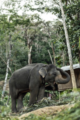 Fototapeta premium an elephant is walking in the jungle