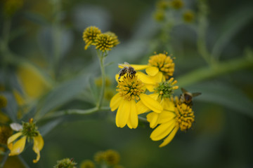 bee on yellow flower