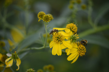bee on yellow flower