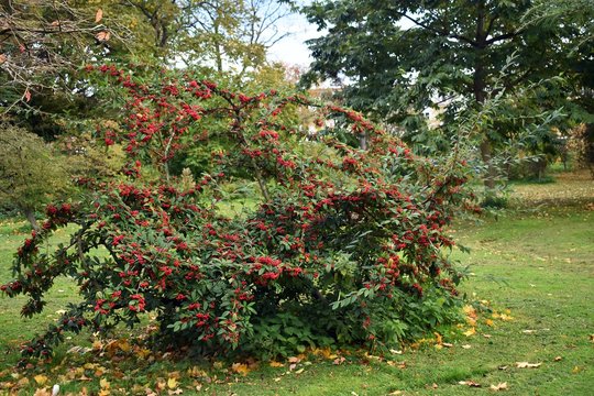 Shrub with Red Berries of Cotoneaster frigidus. It is a deciduous tree or shrub, a species of flowering plant in the genus Cotoneaster of the family Rosaceae. 
