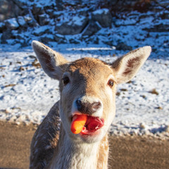 Adorable fallow deer munching on a carrot