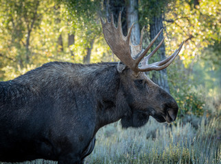 Naklejka na ściany i meble Bull Moose in the Grand Teton National Park