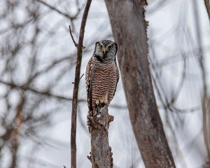 Northern Hawk Owl (Surnia ulula) perched on top of a tree stump has made itself tall and thin in response to a possible threat coming from the forest, Ontario, Canada