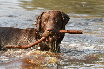 Chocolate Labrador standing in water with stick in mouth