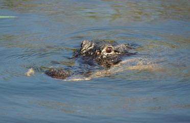 An alligator floating on top of the water in Everglades, Florida, U.S.A
