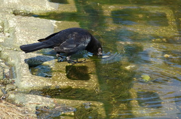 A black bird drinking water from the river in Everglades, Florida, U.S.A