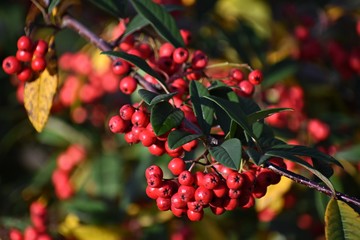 Branches with Red Berries of Cotoneaster frigidus. It is a deciduous tree or shrub, a species of flowering plant in the genus Cotoneaster of the family Rosaceae. 