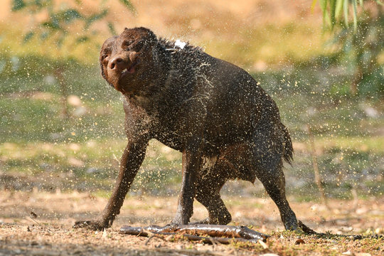 Chocolate Labrador shaking off water