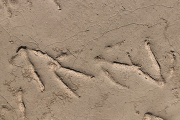 Bird big footprints on wet brown sand close-up