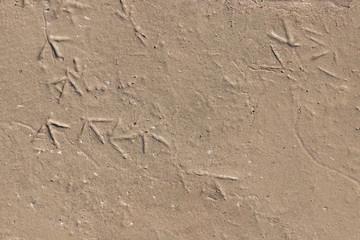 bird footprints randomly scattered on wet brown sand