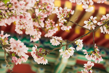 Cherry blossoms are in full bloom at Tianyuan temple, Taipei, Taiwan