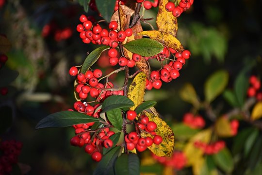 Branches with Red Berries of Cotoneaster frigidus. It is a deciduous tree or shrub, a species of flowering plant in the genus Cotoneaster of the family Rosaceae. 