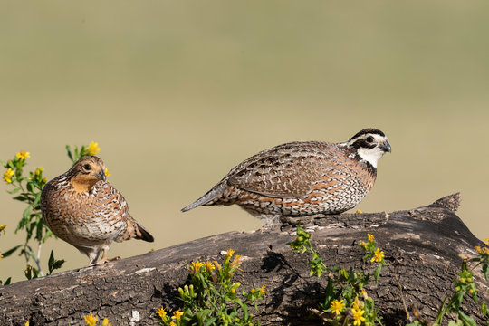 Northern Bobwhite, Rio Grande Valley, Texas