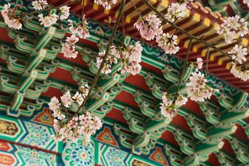 Cherry blossoms are in full bloom at Tianyuan temple, Taipei, Taiwan