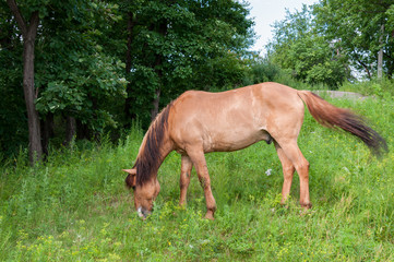 Naklejka na ściany i meble A Bay horse grazing in a meadow in the woods alone
