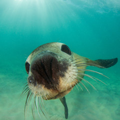 Australian Sea Lion 