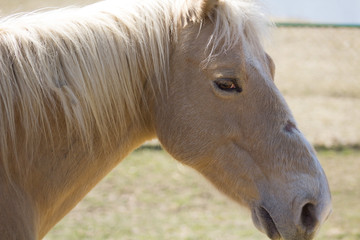 Portrait of a Mare 