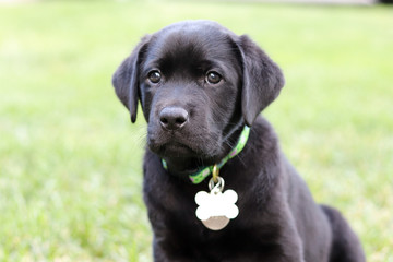 Portrait of a Young Black Lab