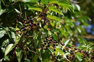 Branches with ripe fruits of wild black cherry (Prunus serotina). Prunus Serotina, commonly called:...