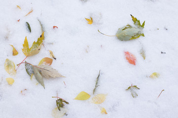 Leaves in Snow