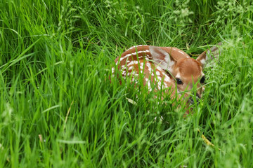 Sleeping Baby Deer