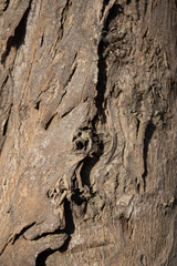bark of a tree