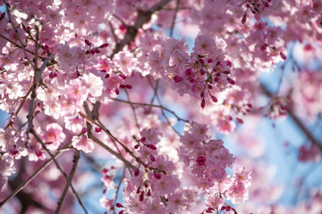 Sakura flowers festival,Spring Cherry blossoms pink flowers on nature background at japan