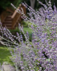 Russian Sage Bunch 