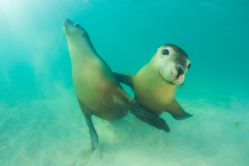 Pair of Australian Sea Lions 