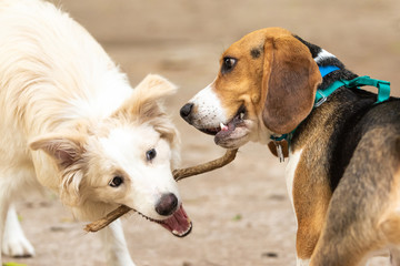 A beagle competing with a Border puppy for a stick