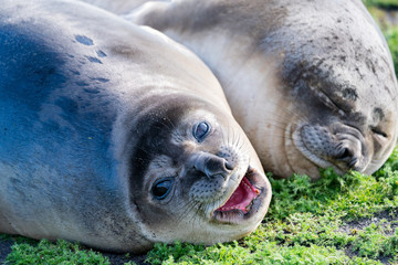 アザラシ シーライオン島 フォークランド諸島 SeaLion Island © Earth theater