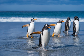 ペンギン シーライオン島 フォークランド諸島 SeaLion Island