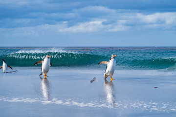 アザラシ シーライオン島 フォークランド諸島 SeaLion Island © Earth theater