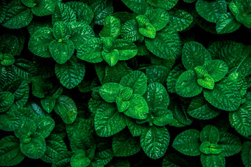 Green Mint Plant Grow Background. Menthol Texture