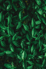 Naklejka na ściany i meble Green tea leaves in a tea plantation in morning