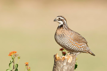 Northern Bobwhite, Rio Grande Valley, Texas