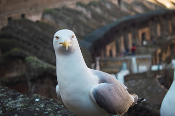 Gaviotas de perfil en el coliseo Romano