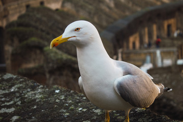 Gaviotas de perfil en el coliseo Romano