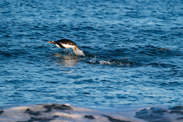Fototapeta premium ペンギン シーライオン島 フォークランド諸島 SeaLion Island