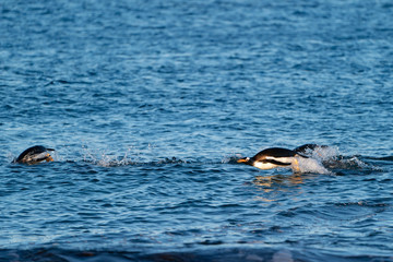 ペンギン シーライオン島 フォークランド諸島 SeaLion Island