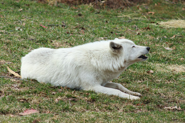 Obraz na płótnie Canvas Arctic Wolf