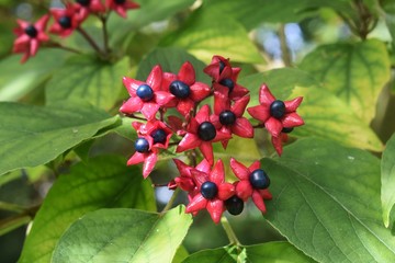 Branches with fruits of Clerodendrum Trichotomum, Harlequin Glorybower, or Peanut Butter tree.